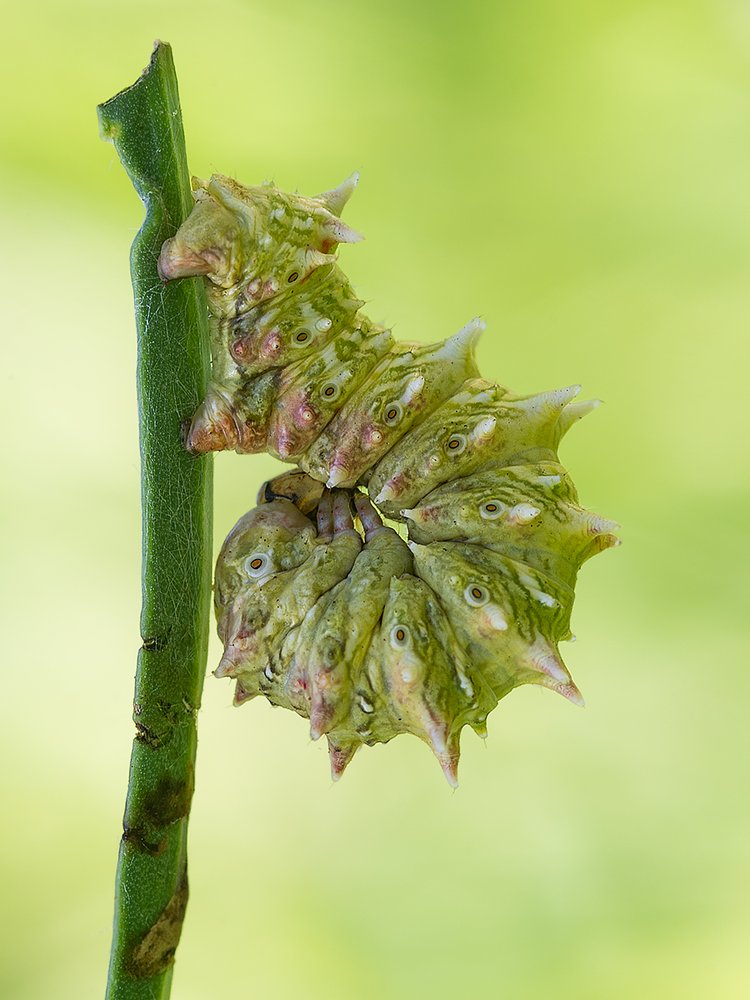 Spiky Green Caterpillar