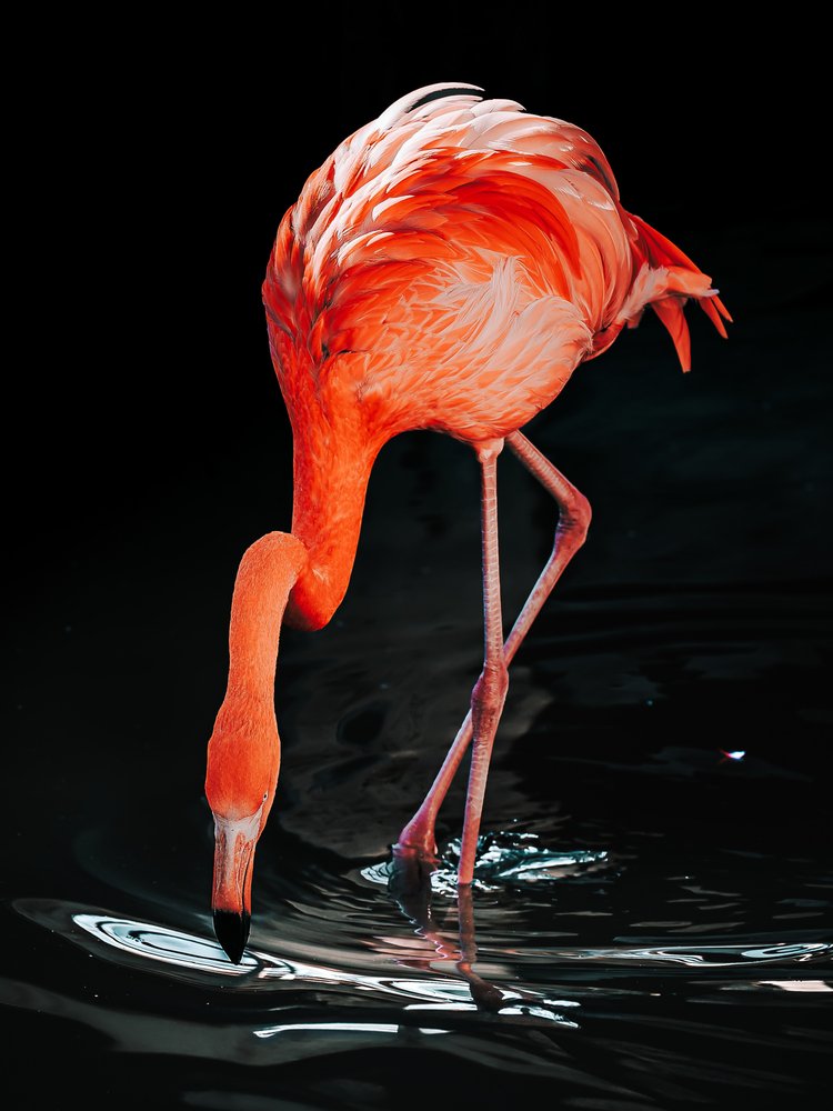 Pink Flamingo Drinking