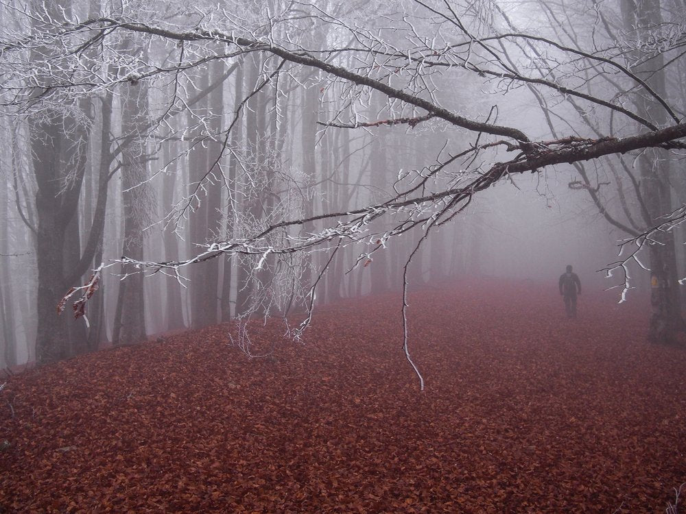 Foggy Forest Path
