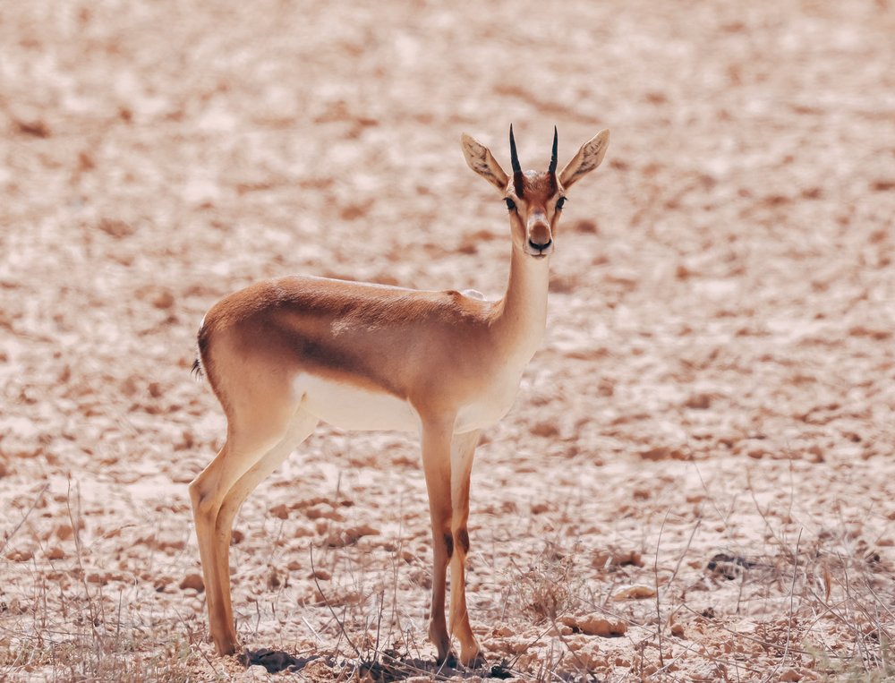 Graceful Desert Gazelle