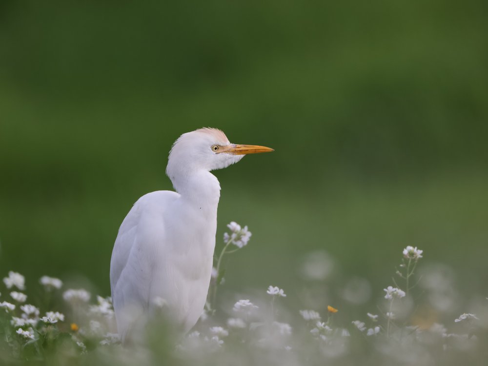 White Egret Among Flowers