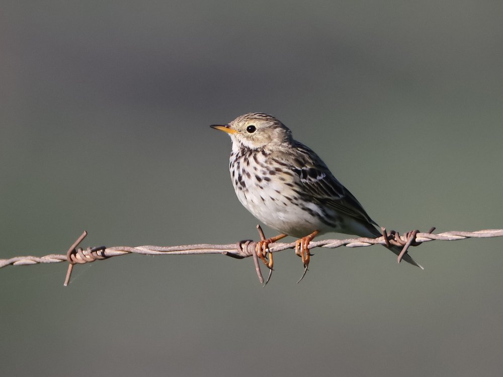 Songbird on Barbed Wire