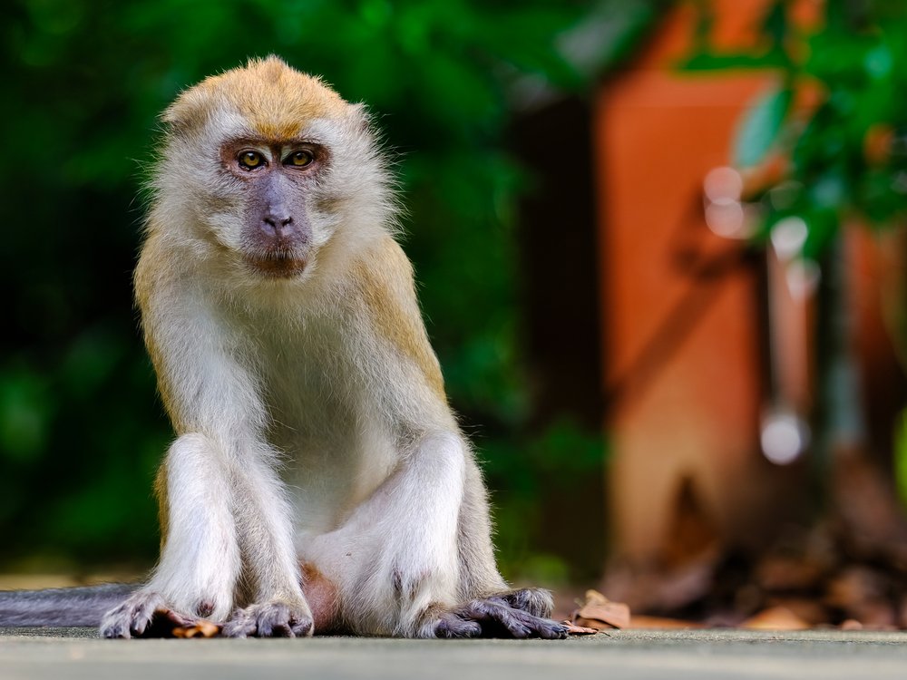Curious Monkey Gaze