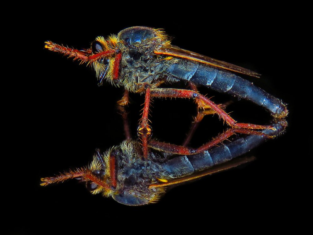 Vibrant Robber Fly Reflection