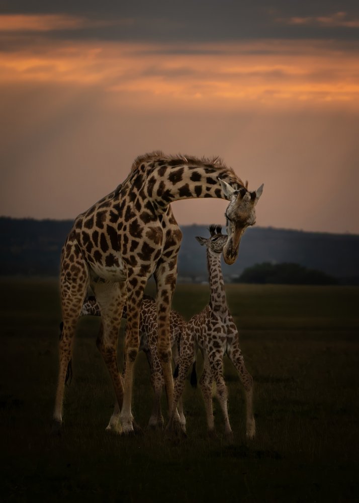 Loving Giraffe Family Sunset
