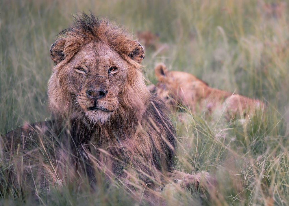 Regal Lion Resting