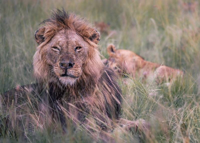 Regal Lion Resting
