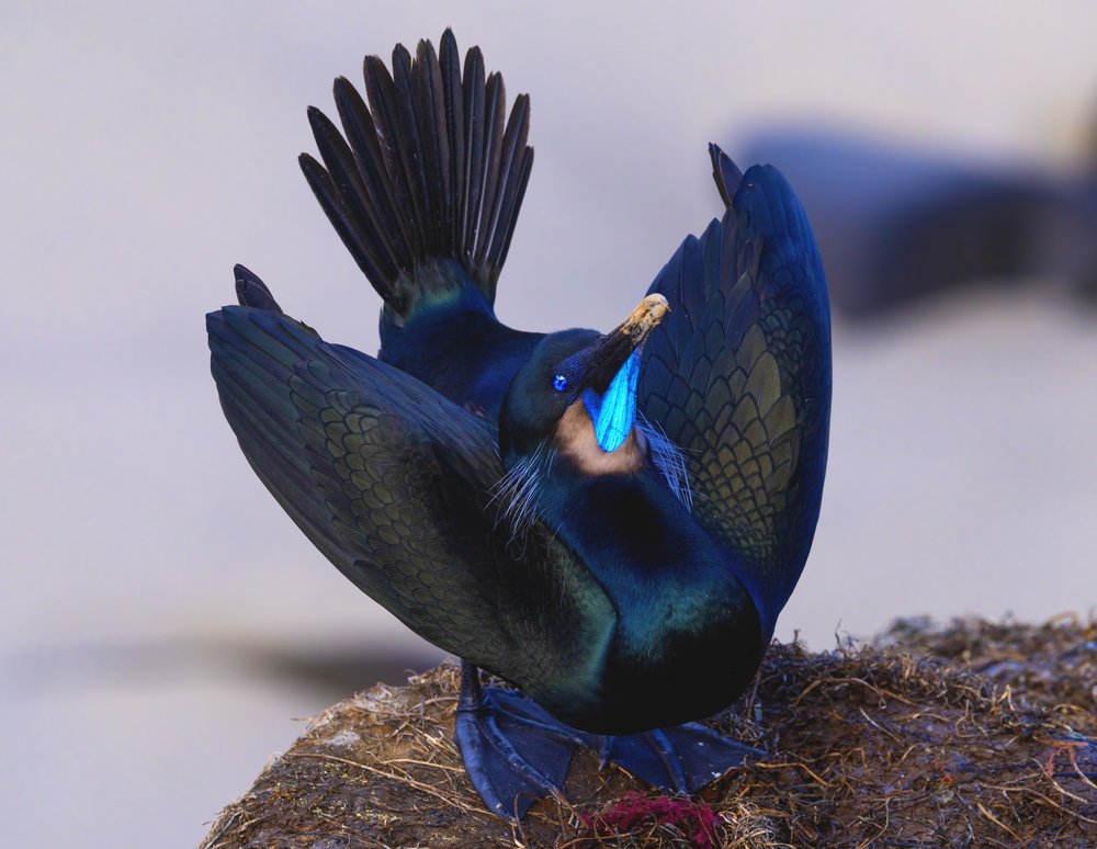 Iridescent Cormorant Display