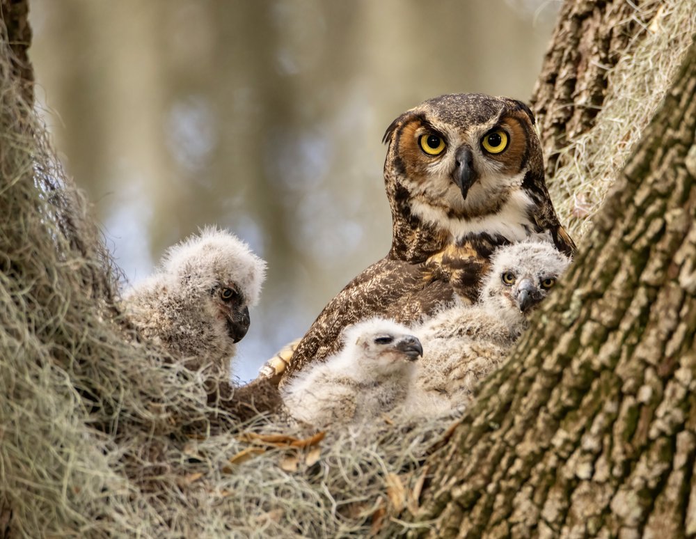 Mother Owl With Owlets