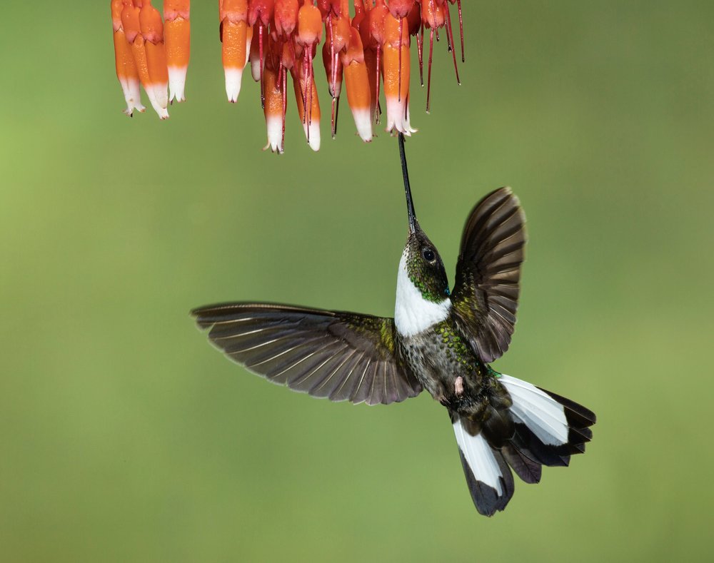 Hummingbird Nectar Flight