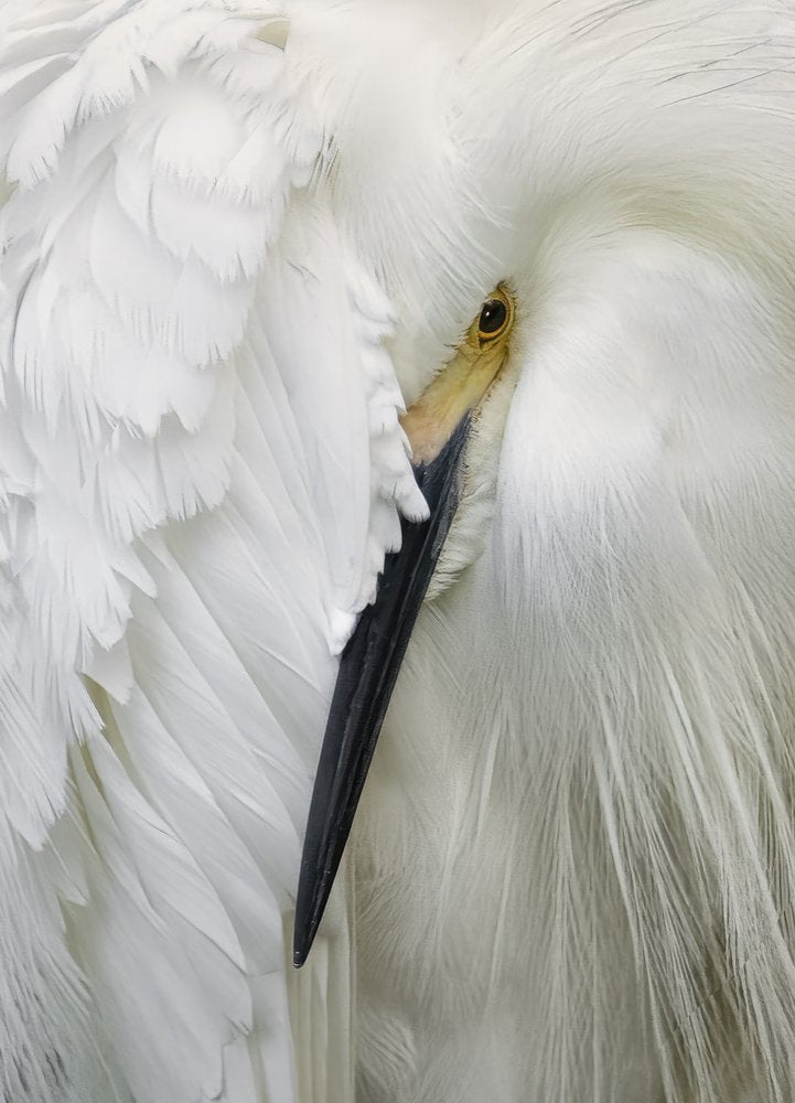 Sleeping White Egret