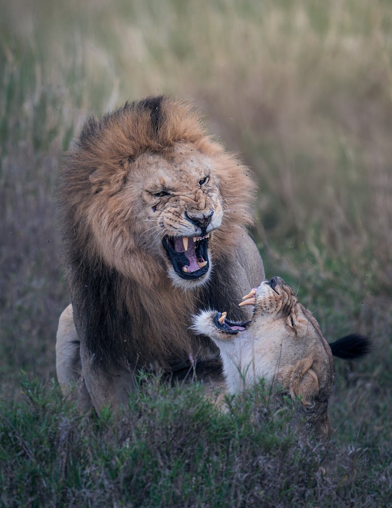 Roaring African Lions