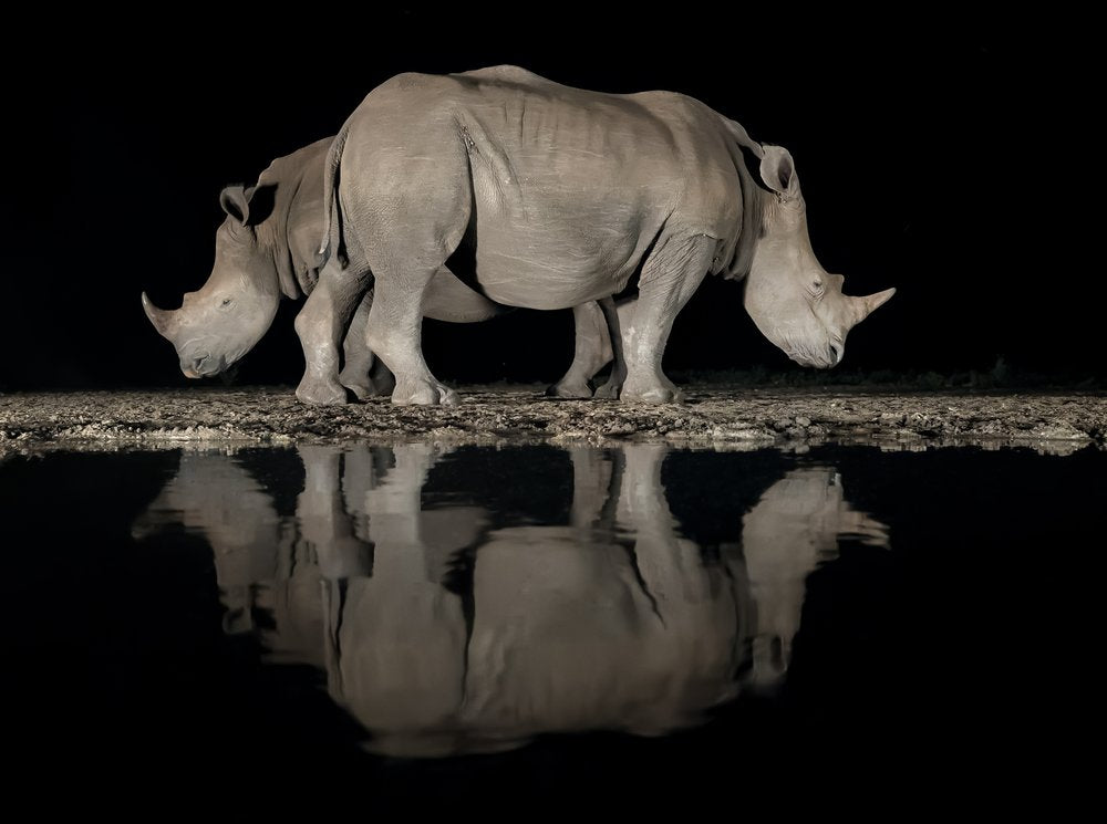 Night Rhinos Reflection