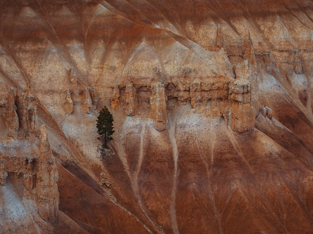 Solitary Canyon Tree