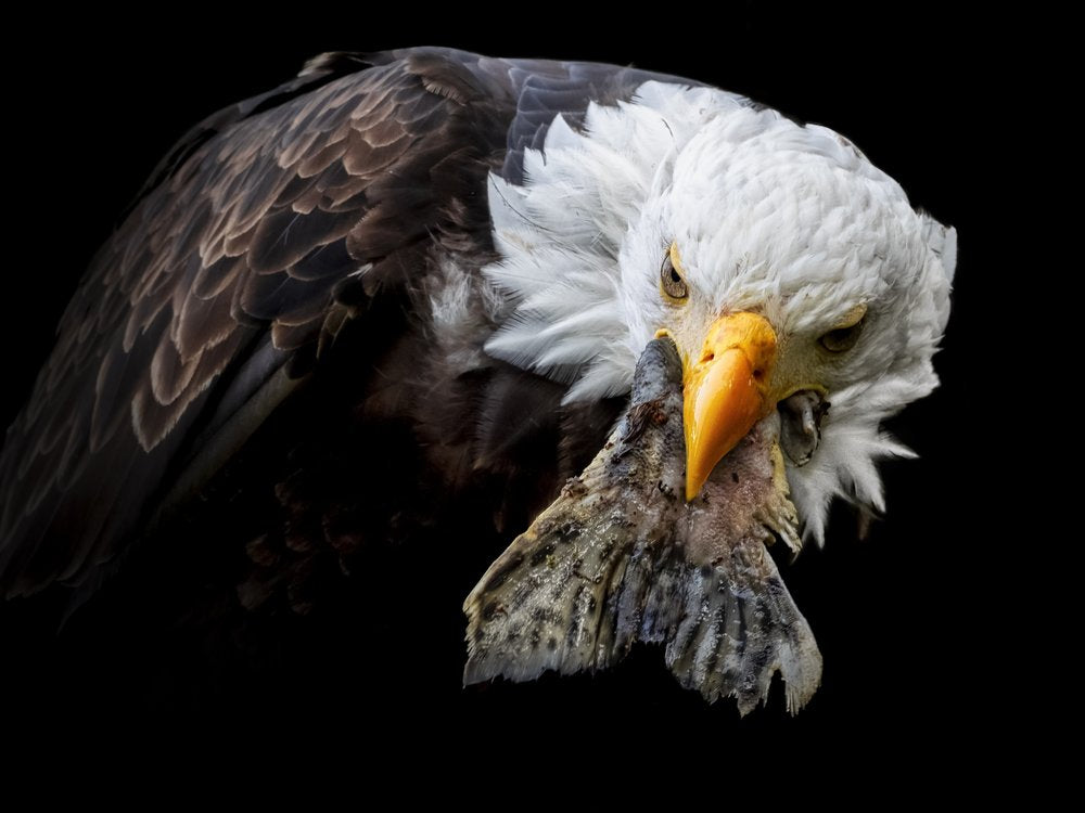 Bald Eagle Catch