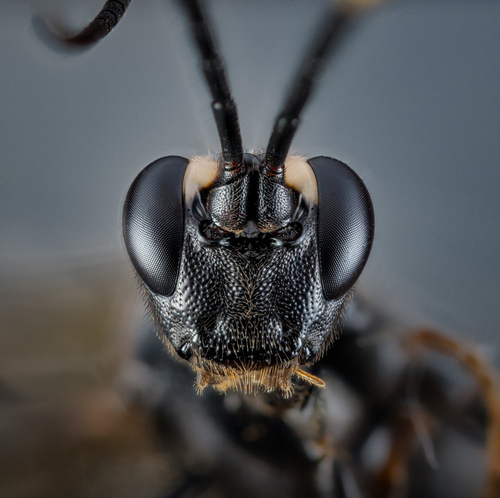 Intricate Insect Head
