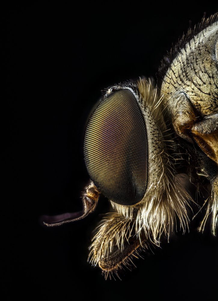 Intricate Fly Eye