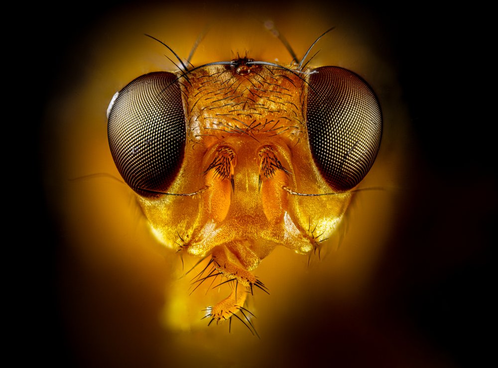 Golden Fly Gaze