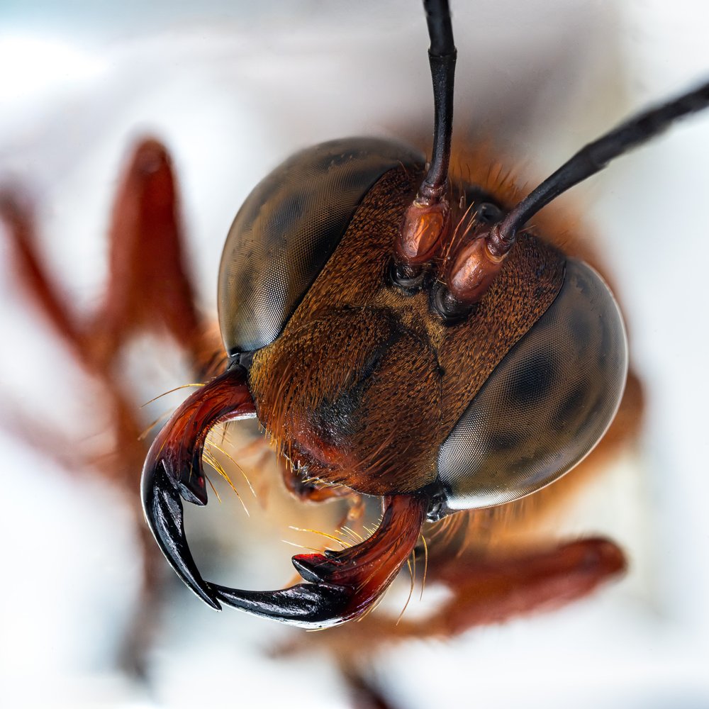 Intense Ant Head