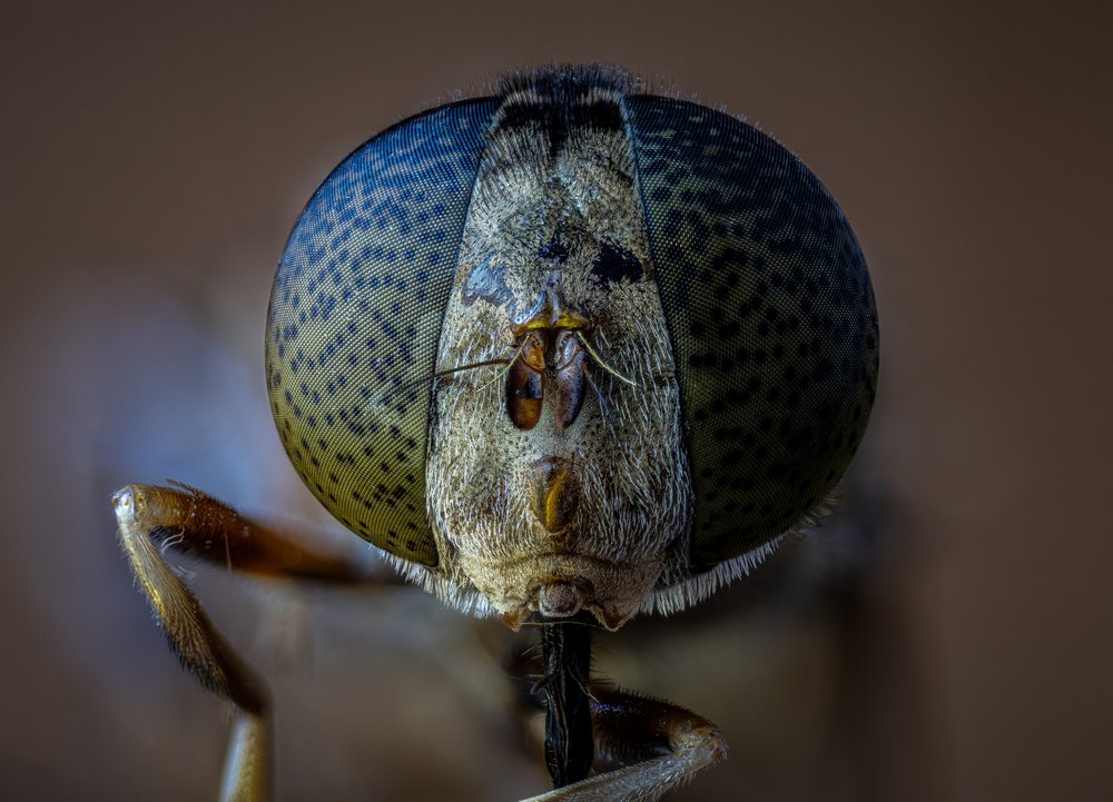 Intricate Insect Eye