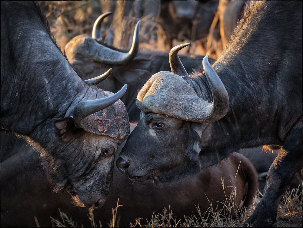 African Buffalo Portrait