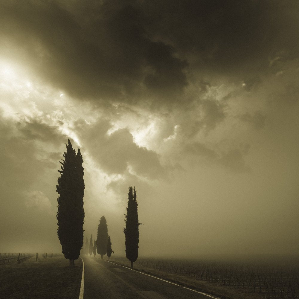 Misty Cypress Road