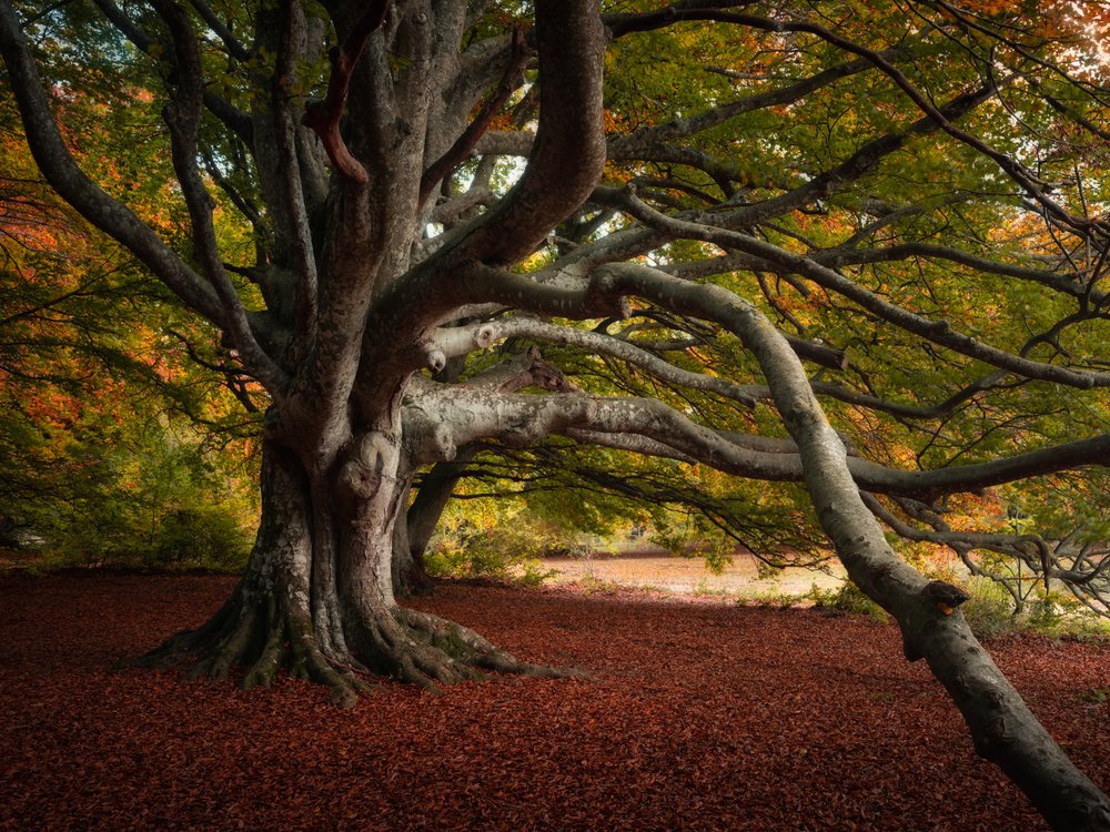 Ancient Autumn Tree