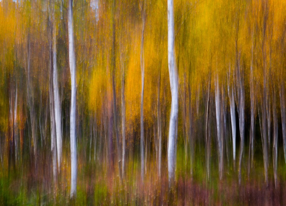 Autumn Forest Abstract