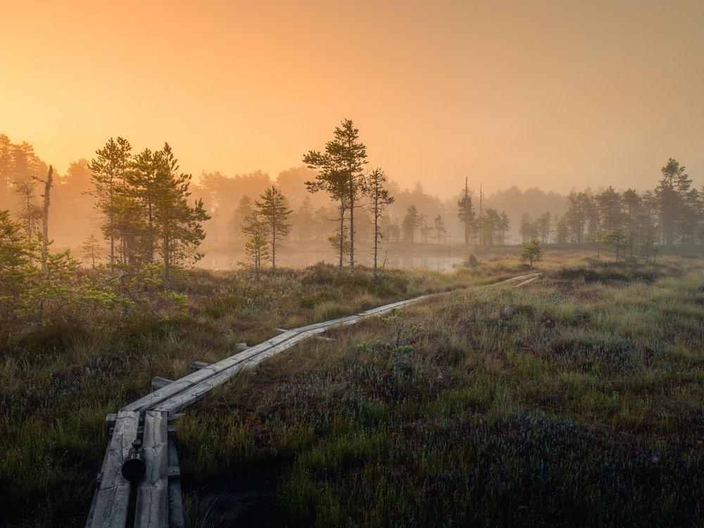 Misty Morning Boardwalk Path