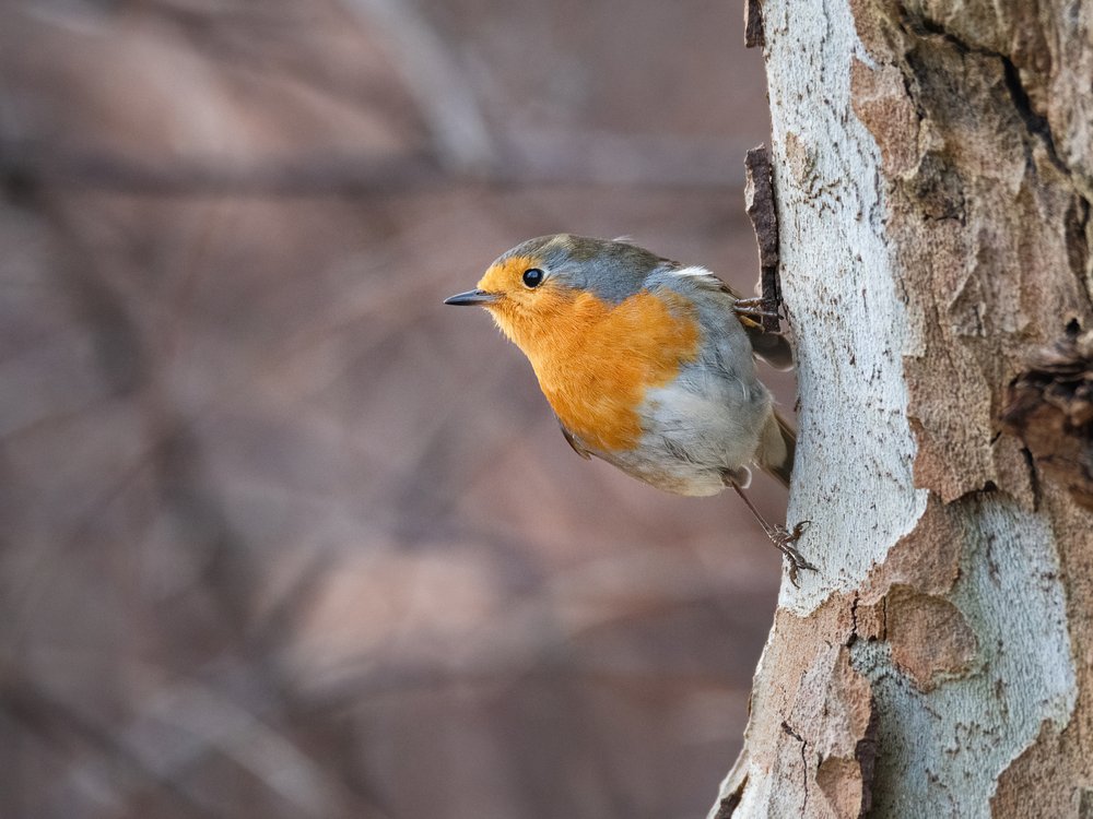 Vibrant Robin Perched