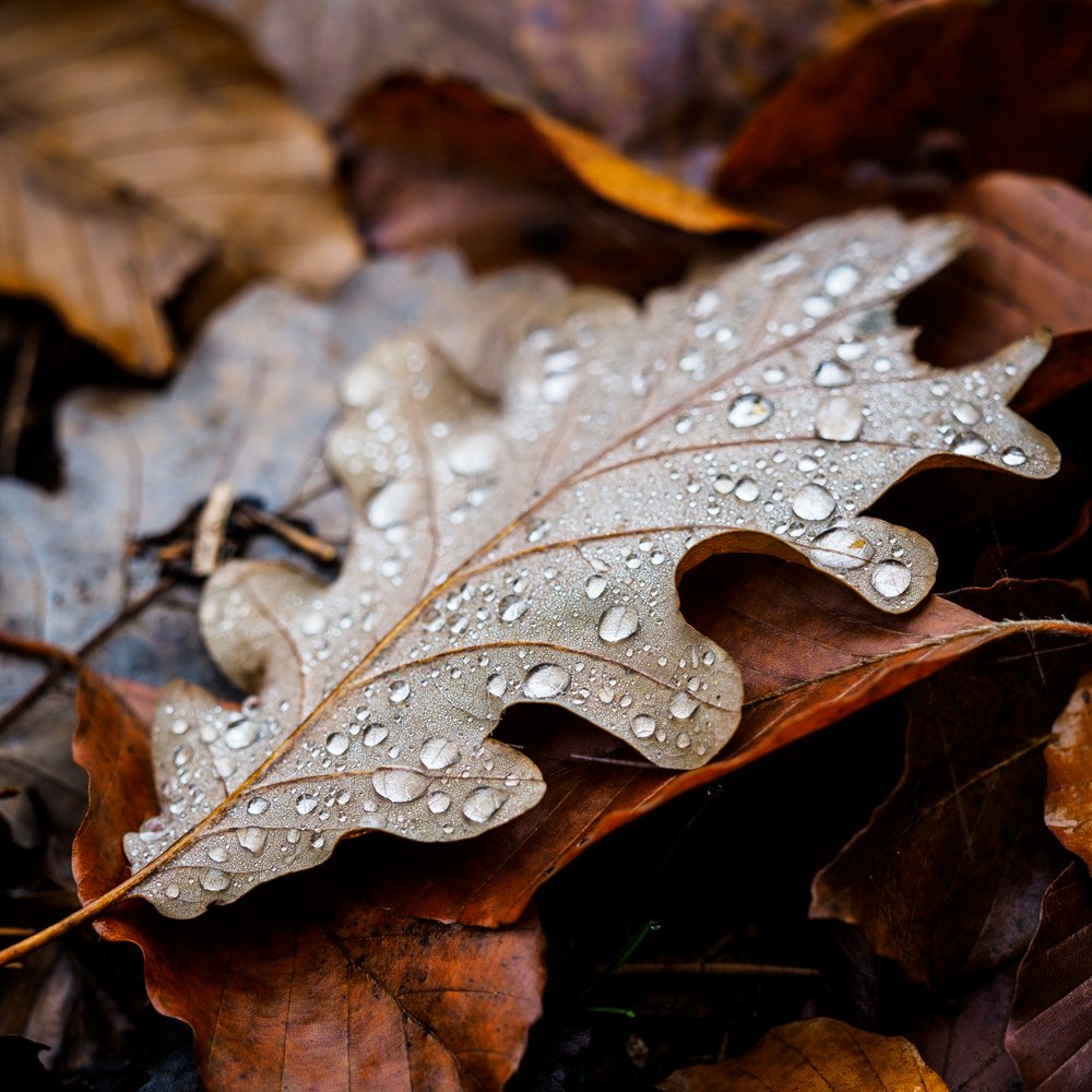 Peaceful Wet Oak Leaf
