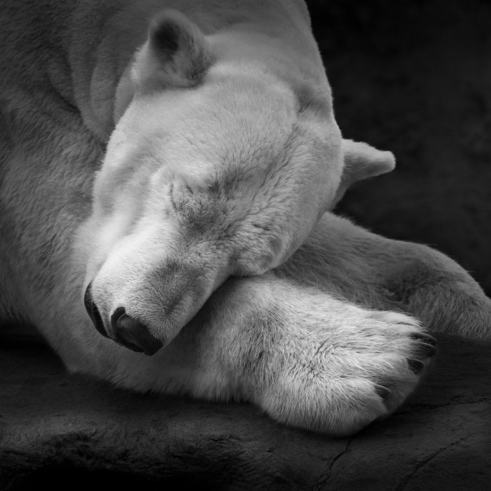 Sleeping Polar Bear