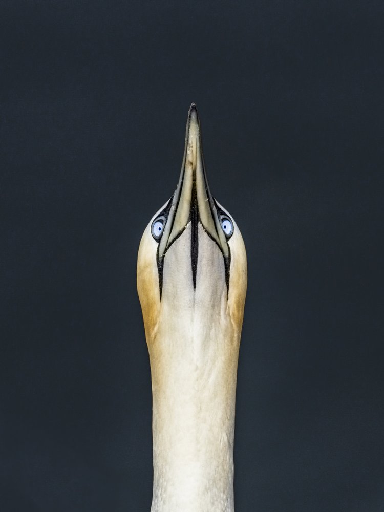 Gannet Looking Up