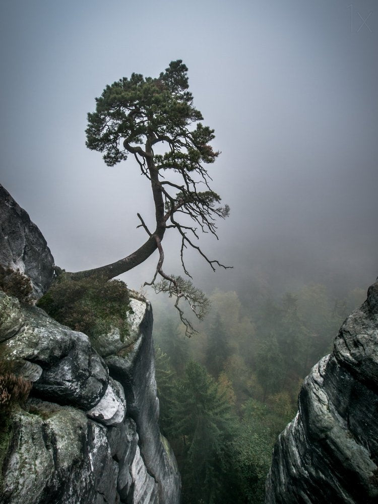 Misty Mountain Pine