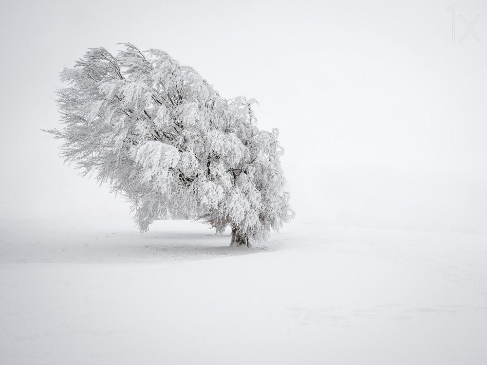 Winter Solitude Tree