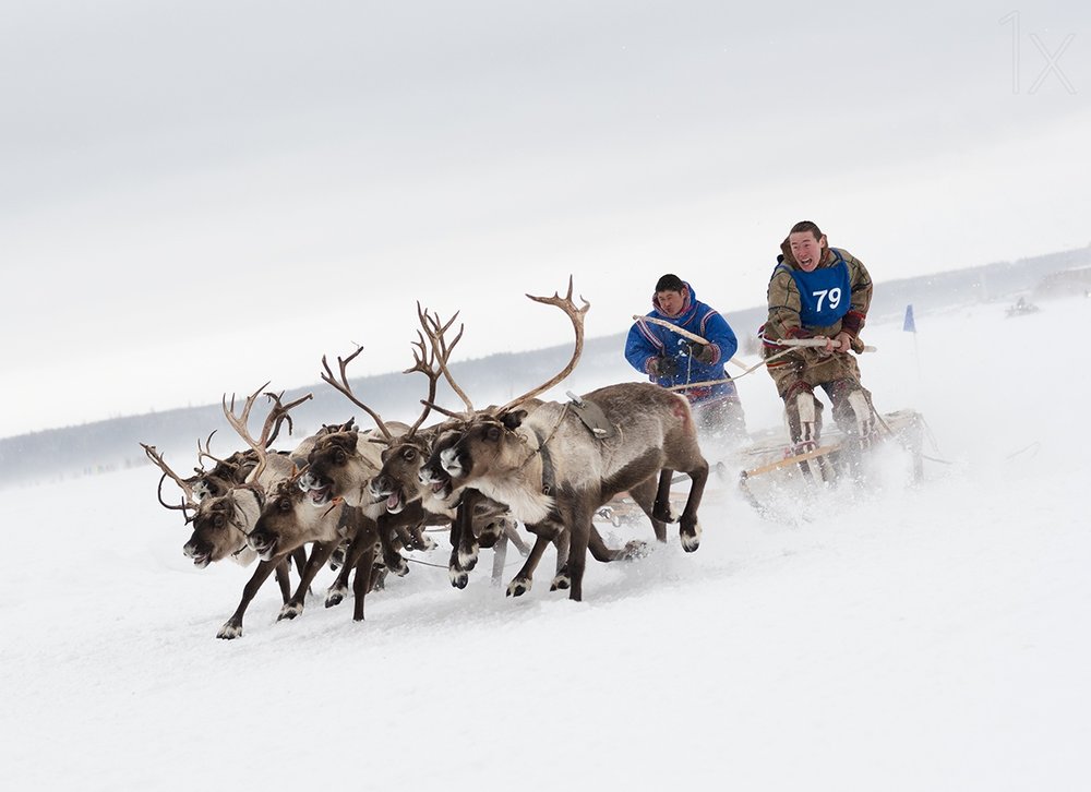Reindeer Sled Race