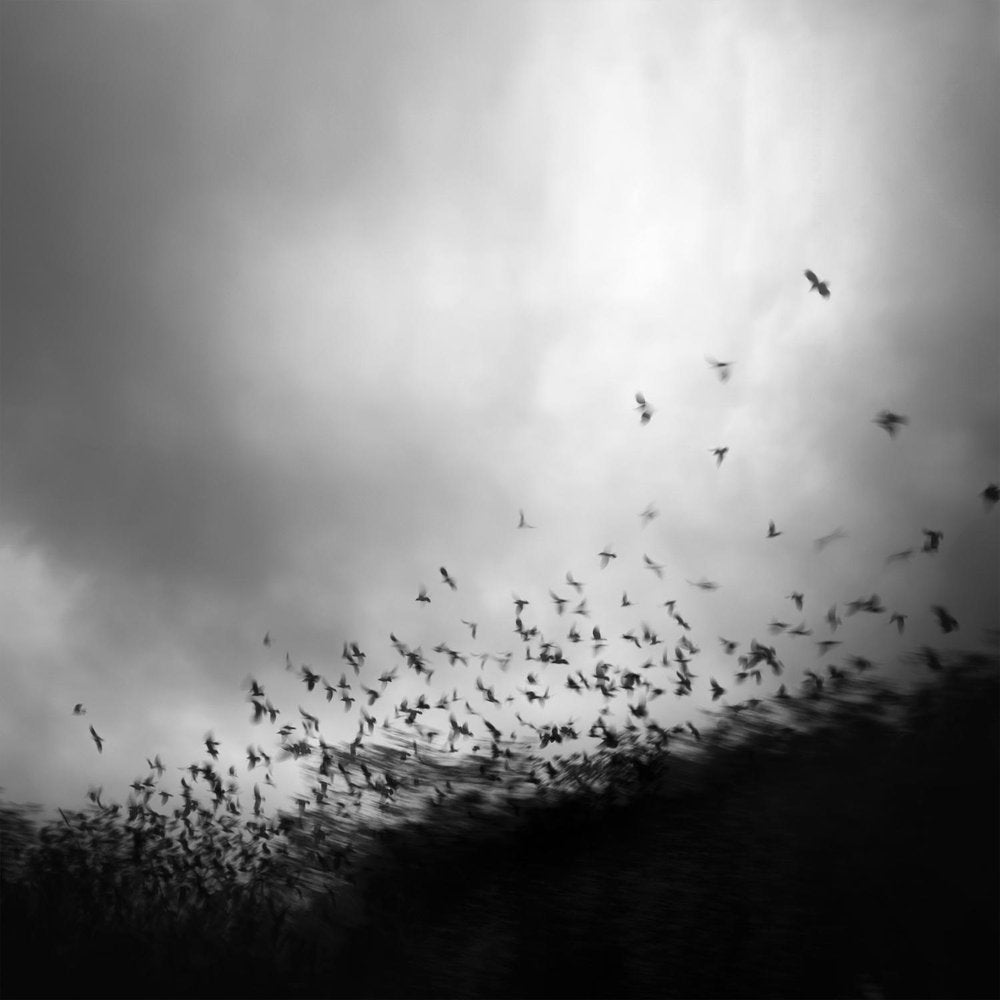 Flock in Motion
