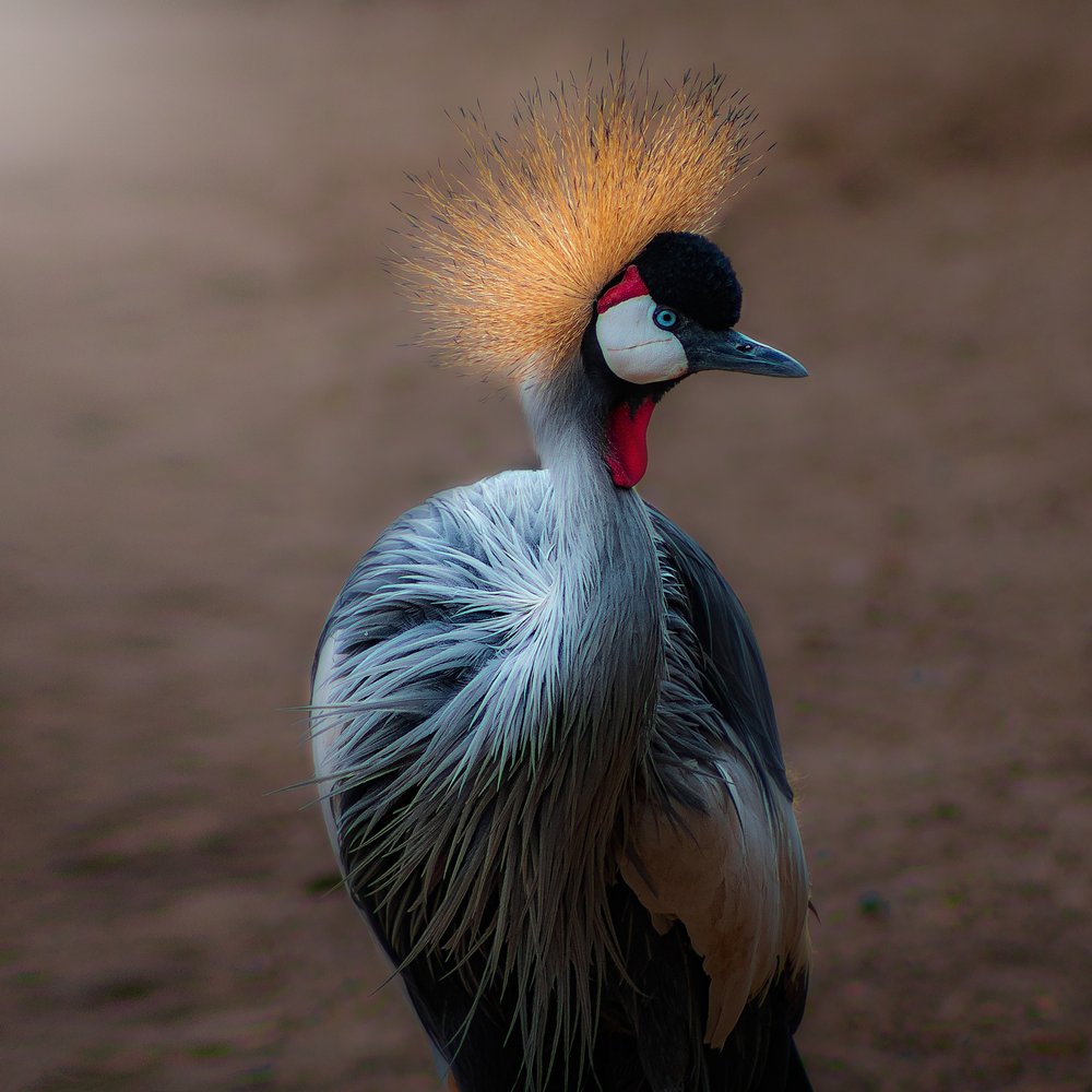 Majestic Crowned Crane