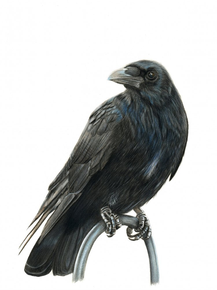 Elegant Black Crow