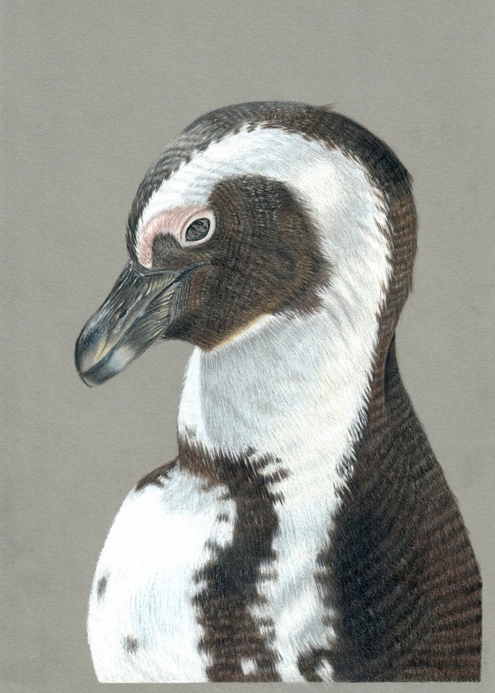 African Penguin Profile
