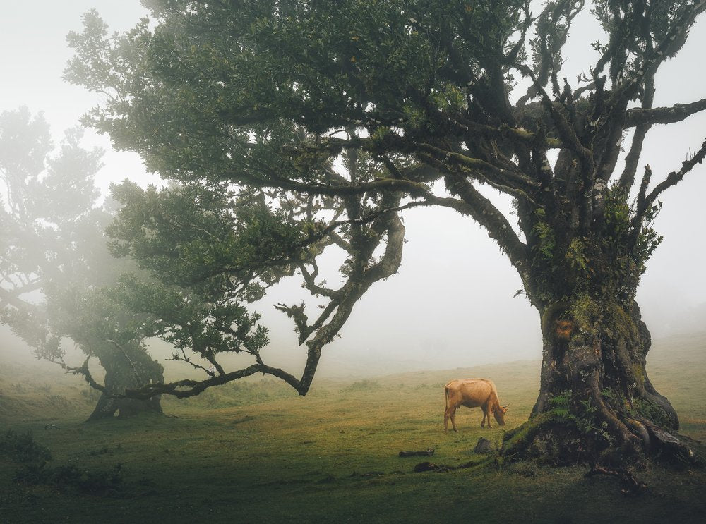 Misty Forest Cow