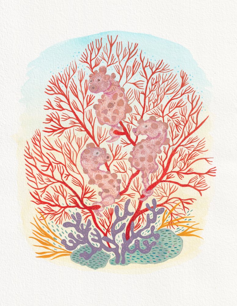 Pink Seahorses Coral Reef
