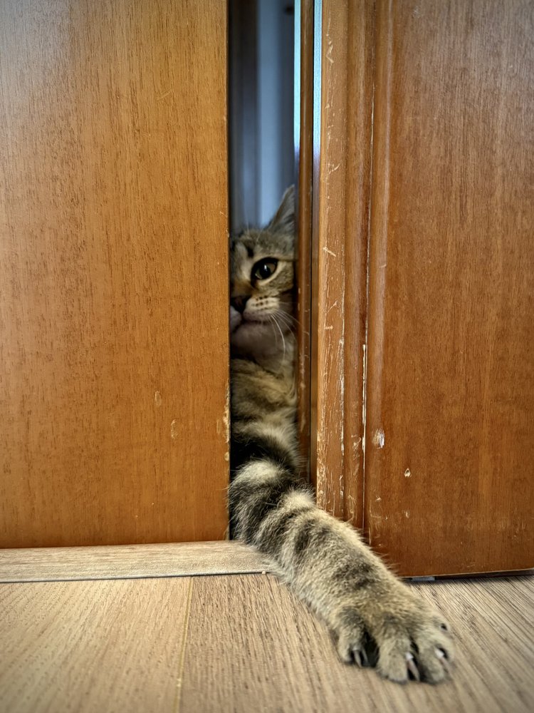 Curious Cat Peeking Out
