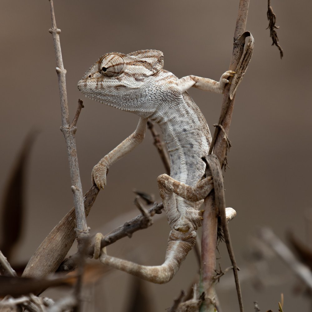 Curious Desert Chameleon