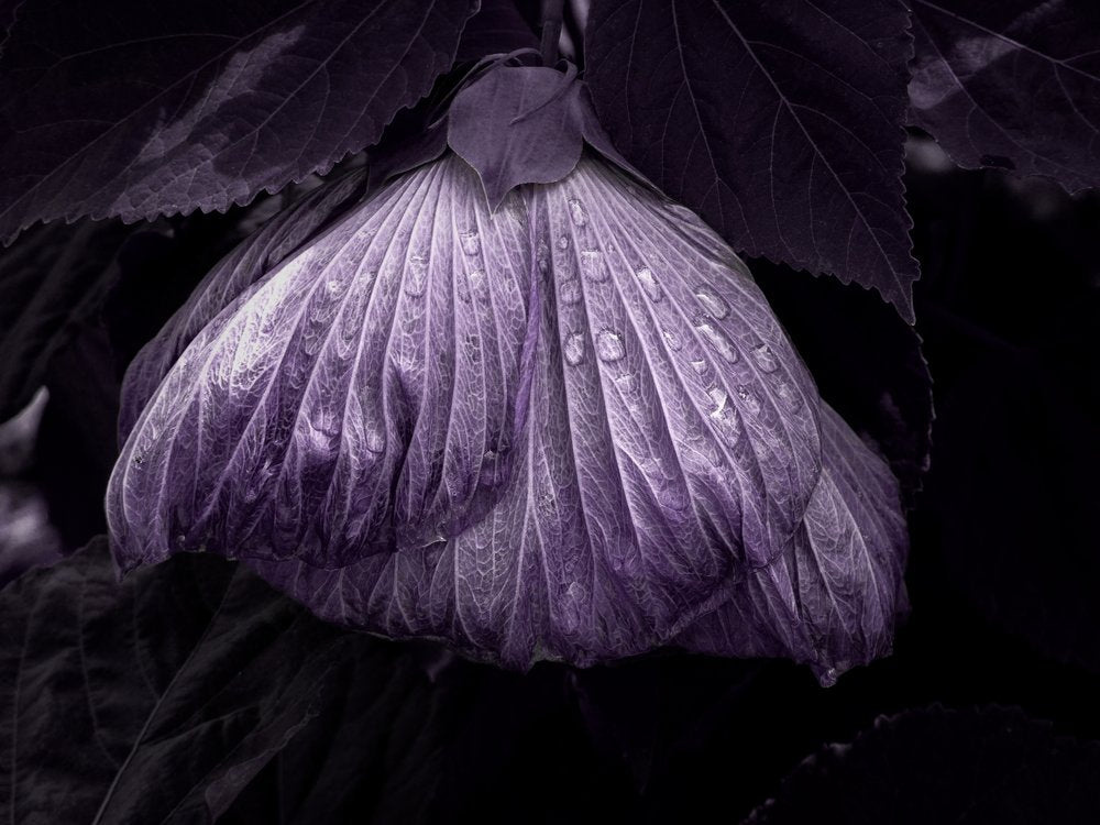 Purple Dewdrop Bloom