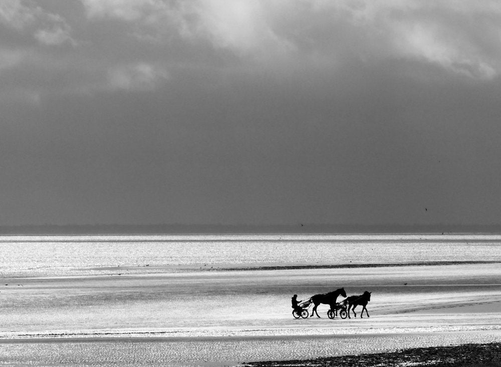 Horses on Ocean Shore
