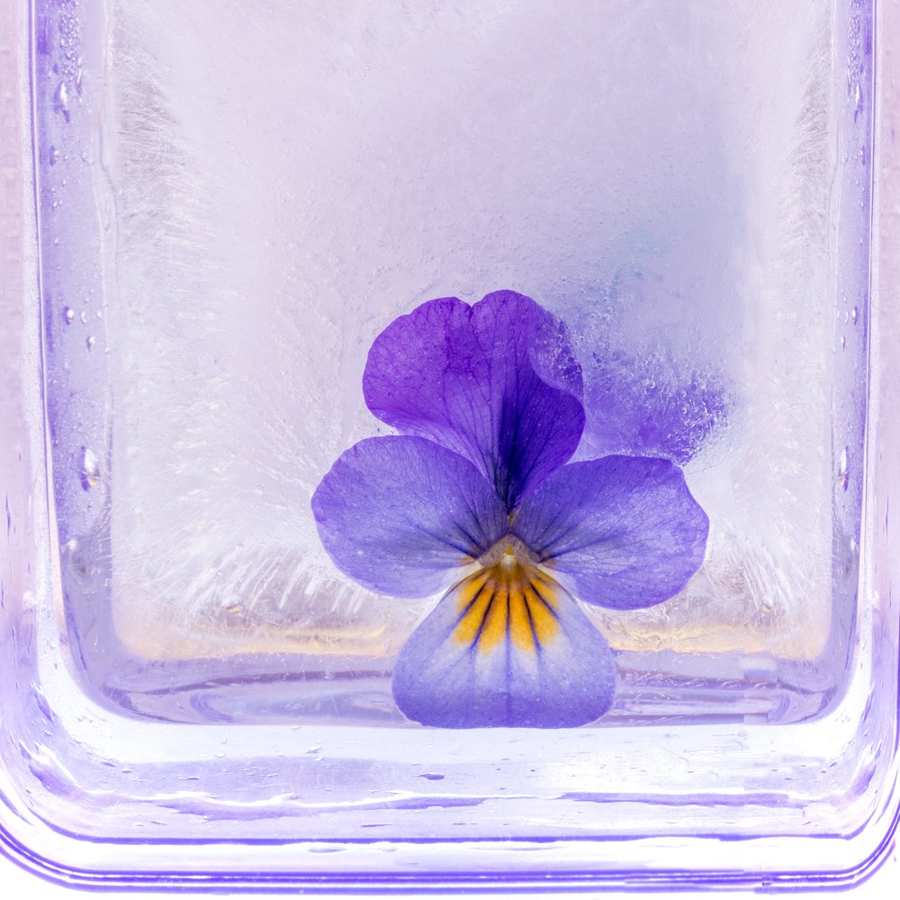 Pansy In Ice