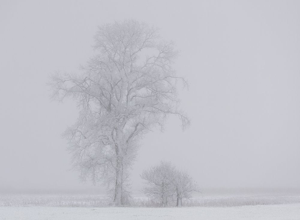 Frosted Winter Trees