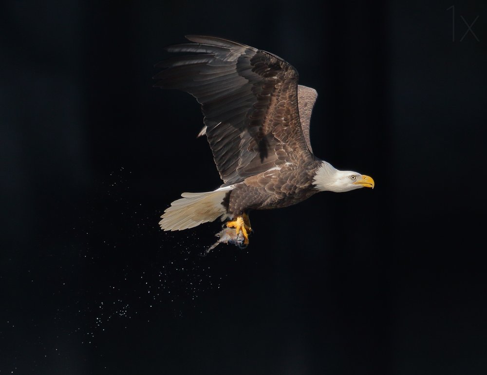 Bald Eagle Fishing Flight