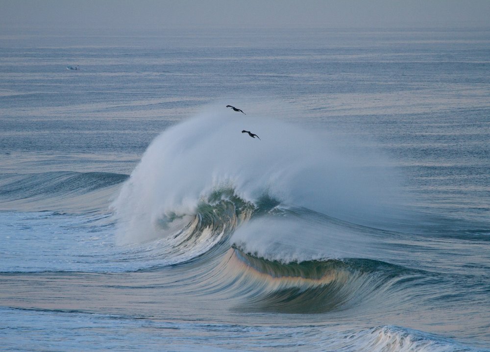 Majestic Wave Birds